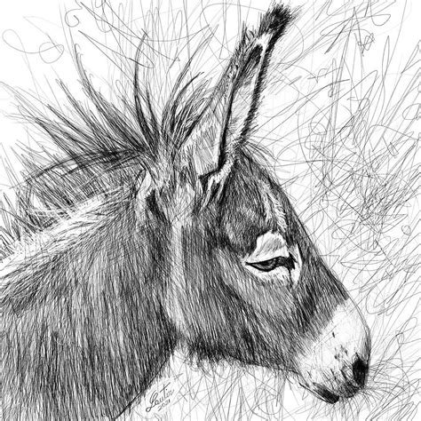 DONKEY pencil portrait .2 Drawing by Fabrizio Cassetta - Pixels