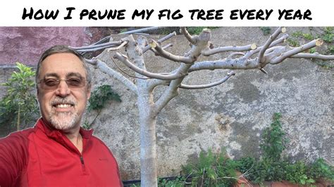 Pruning my fig tree - YouTube