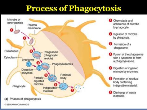 amudu: Phagocytosis (White Blood Cell (Neutrophil) Chasing and Eating ...