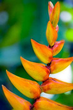 42 Tahiti Tropical Flowers ideas | tropical flowers, tahiti, flowers