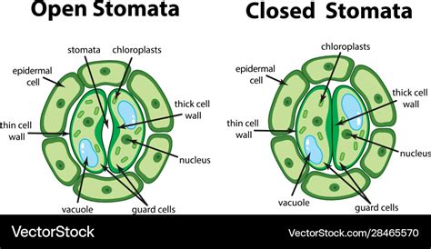 Diagram showing open and closed stomata Royalty Free Vector