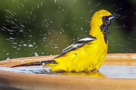 How to Attract Birds With Water