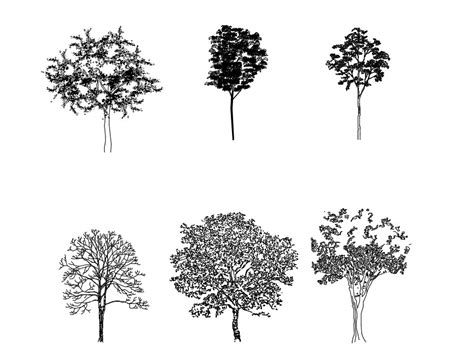 Cad Drawing Of Trees Cad Block Trees Plan Cad Drawing Of Flickr ...