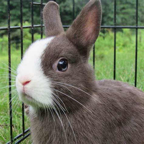 Netherland Dwarf Rabbit Breed Information, Care Guide | UK Pets