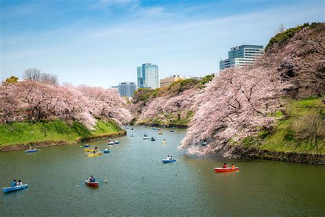 Top 10 địa điểm ngắm hoa anh đào đẹp nhất ở Tokyo | Justfly.vn