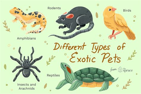 Types d'animaux exotiques