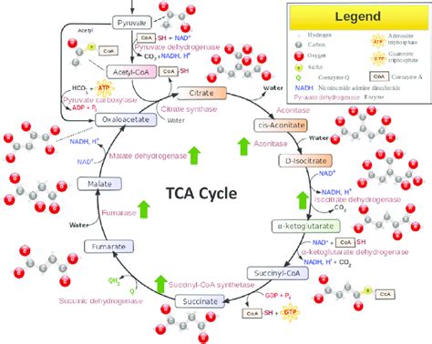 General Overview Of The Tca Cycle And Anaplerotic Node