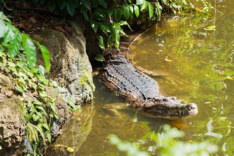 False Gharial Big Crocodile In Water Tomistoma False Gharial Teeth ...