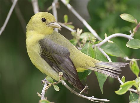 scarlet-tanager – Wildlife In Nature