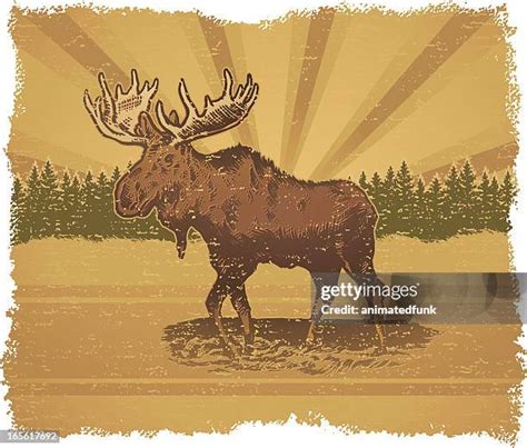 Moose Background Photos and Premium High Res Pictures - Getty Images