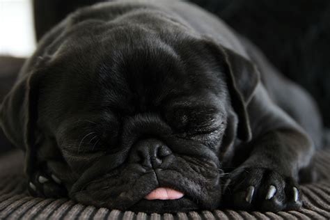 Sleeping black pug | Mops, Baby igel, Hunde