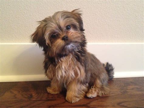 Top 17 Tips for Future Shorkie Owners | Little Doggies Rule ...