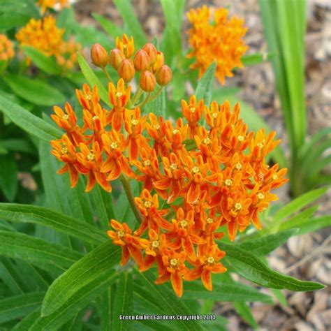 Milkweeds: Plant Care and Collection of Varieties - Garden.org