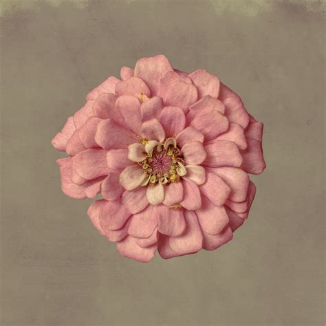 Zinnia | Behance