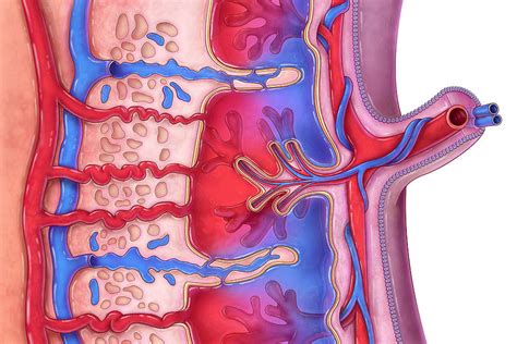 Umbilical Cord Diagram