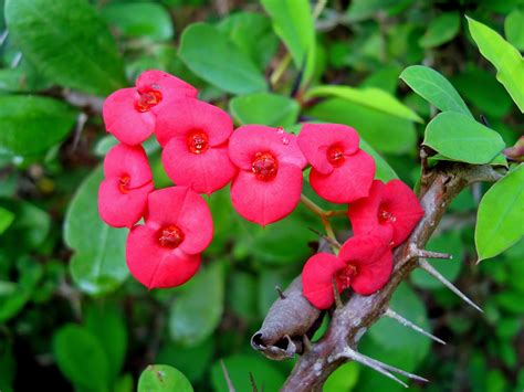 How to Grow and Care for a Crown of Thorns Plant