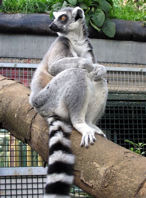 File:Ring.tailed.lemur.situp.arp.jpg