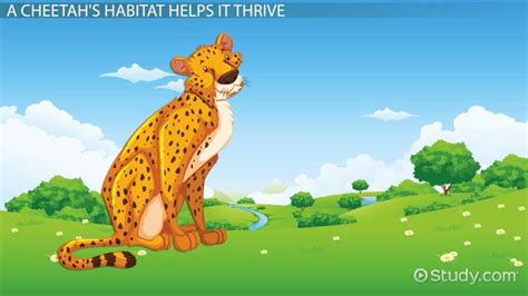 Cheetah Adaptations For Kids | Kids Matttroy