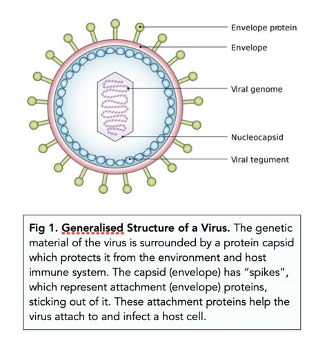 Virus Structure Diagram