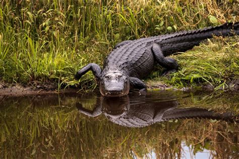 Your Guide to Alligator River National Wildlife Refuge, NC