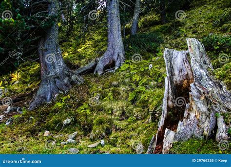 Hollowed-out, Weathered Tree Trunk Royalty-Free Stock Photo ...