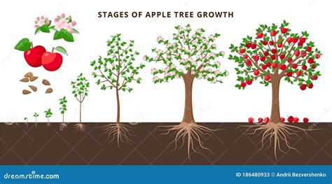 Apple Tree Growing Stages - Botanical Illustration In Flat Design ...