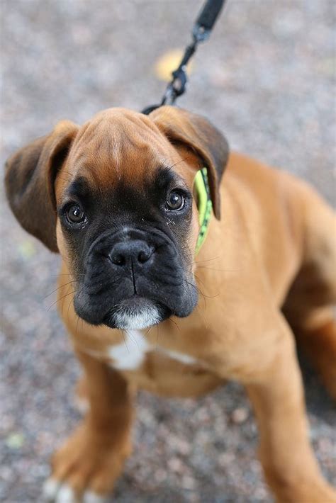 European boxer puppy. You can tell by the very black mask, and general ...