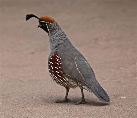 Pictures and information on Gambel's Quail