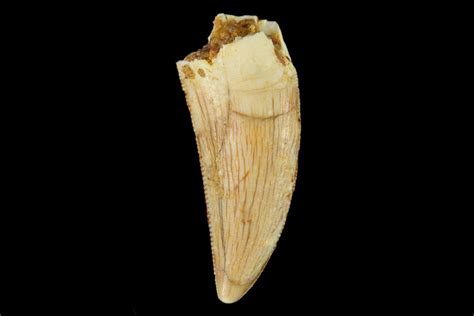 Serrated, .92" Raptor Tooth - Real Dinosaur Tooth (#133426) For Sale ...