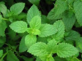 Herbal Remedies: Peppermint - Chic Vegan