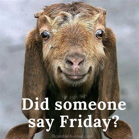 FUNNY FRIDAY GOAT MEME | FREE IMAGES | - Bramble Avenue