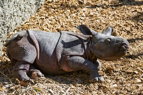 Baby rhino born in Israeli zoo | Science-Environment