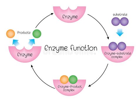 Enzymes stock vector. Illustration of digestion, bloating - 22693731