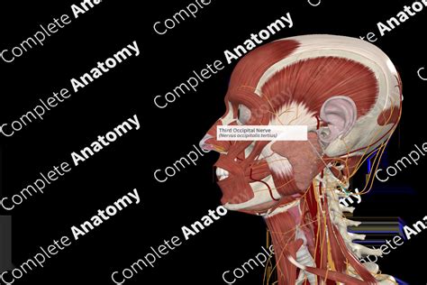 Third Occipital Nerve | Complete Anatomy