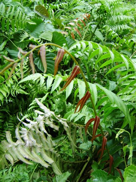 MY CHOICE ~ Walking Through Nature: Edible Species of Ferns