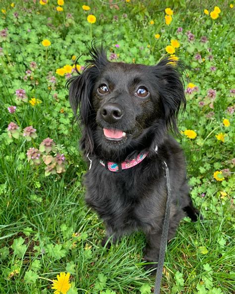 All About Chiweenies - Rocky Kanaka