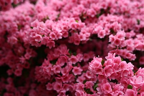 Wonderful Spring Pink Flower Bush | Flowers| Free Nature Pictures by ...