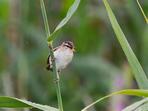 Sedge Warbler Bird Facts (Acrocephalus schoenobaenus) | Birdfact