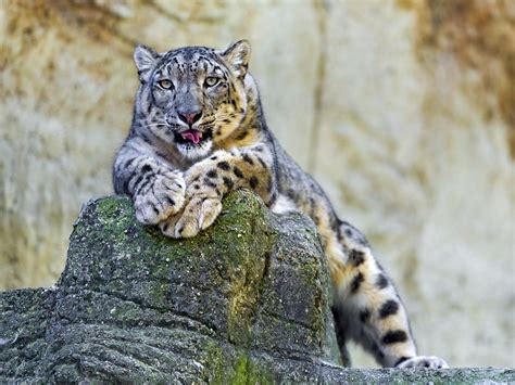 Images Big cats Snow leopards animal