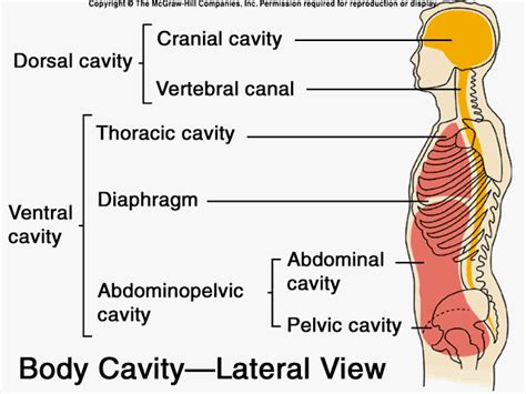 Anatomy and Physiology I Coursework: Dorsal/Ventral Body Cavities