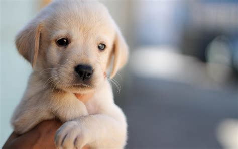 Labrador Retriever Wallpaper Hd