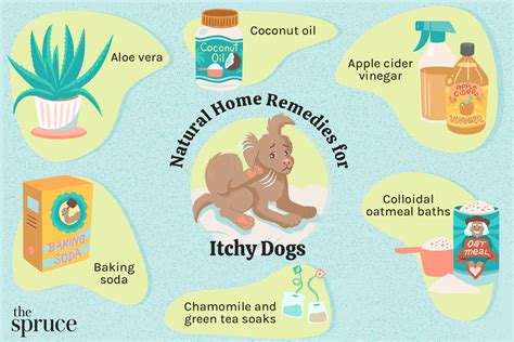 Red Rash On Dog Belly Home Remedies | ppgbbe.intranet.biologia.ufrj.br