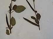 Category:Corchorus olitorius - Wikimedia Commons