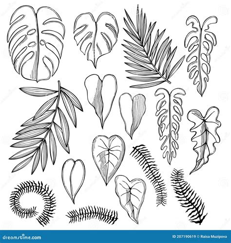 Tropical Plants. Vector Illustration Stock Vector - Illustration of ...