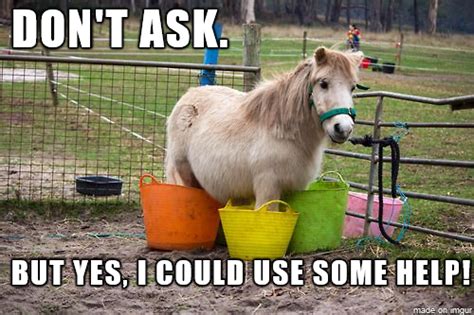 Do you have a horse that likes to get into trouble? #horsehumor | Funny ...