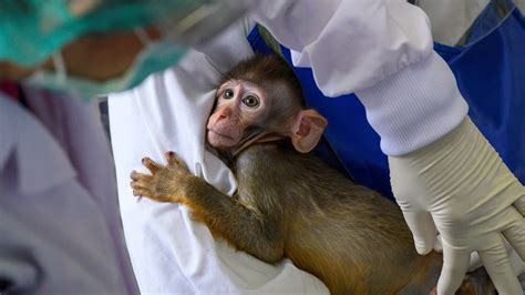 What Do We Owe Lab Animals? - The New York Times