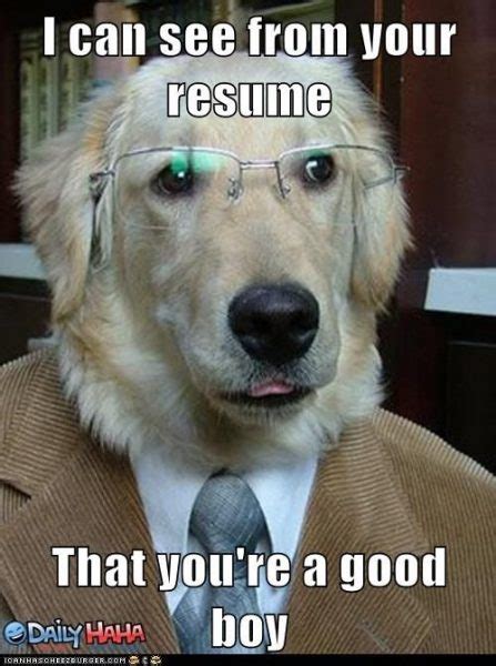 Dogs at Work Memes #FridayFrivolity - Munofore