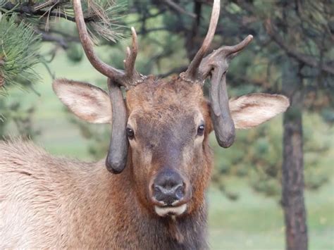 What Causes Nontypical Antler Growth in Elk and Deer? (Ask the ...