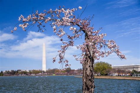 Cherry Blossoms on the Mall — Trust for the National Mall