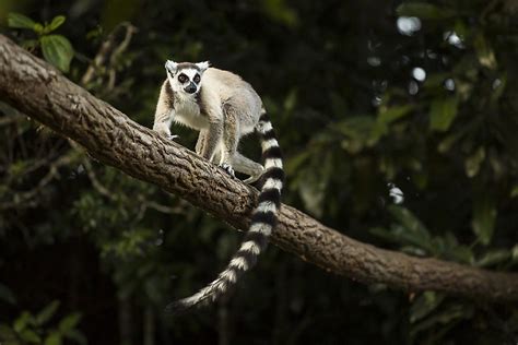 Where Do Lemurs Live? - WorldAtlas